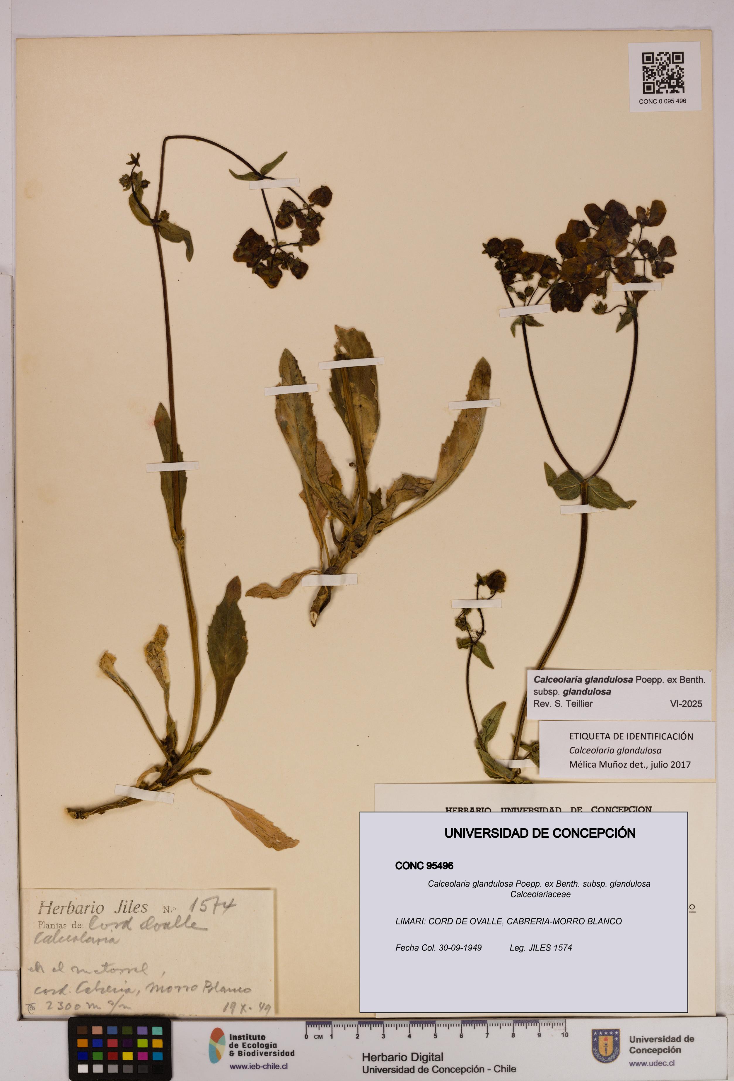 Calceolaria glandulosa [Espécimen: UDEC:CONC:0095496]