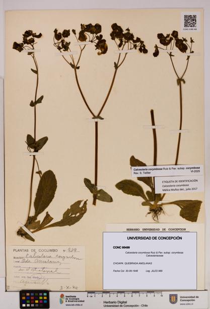 Calceolaria corymbosa [Espécimen: UDEC:CONC:0095499]