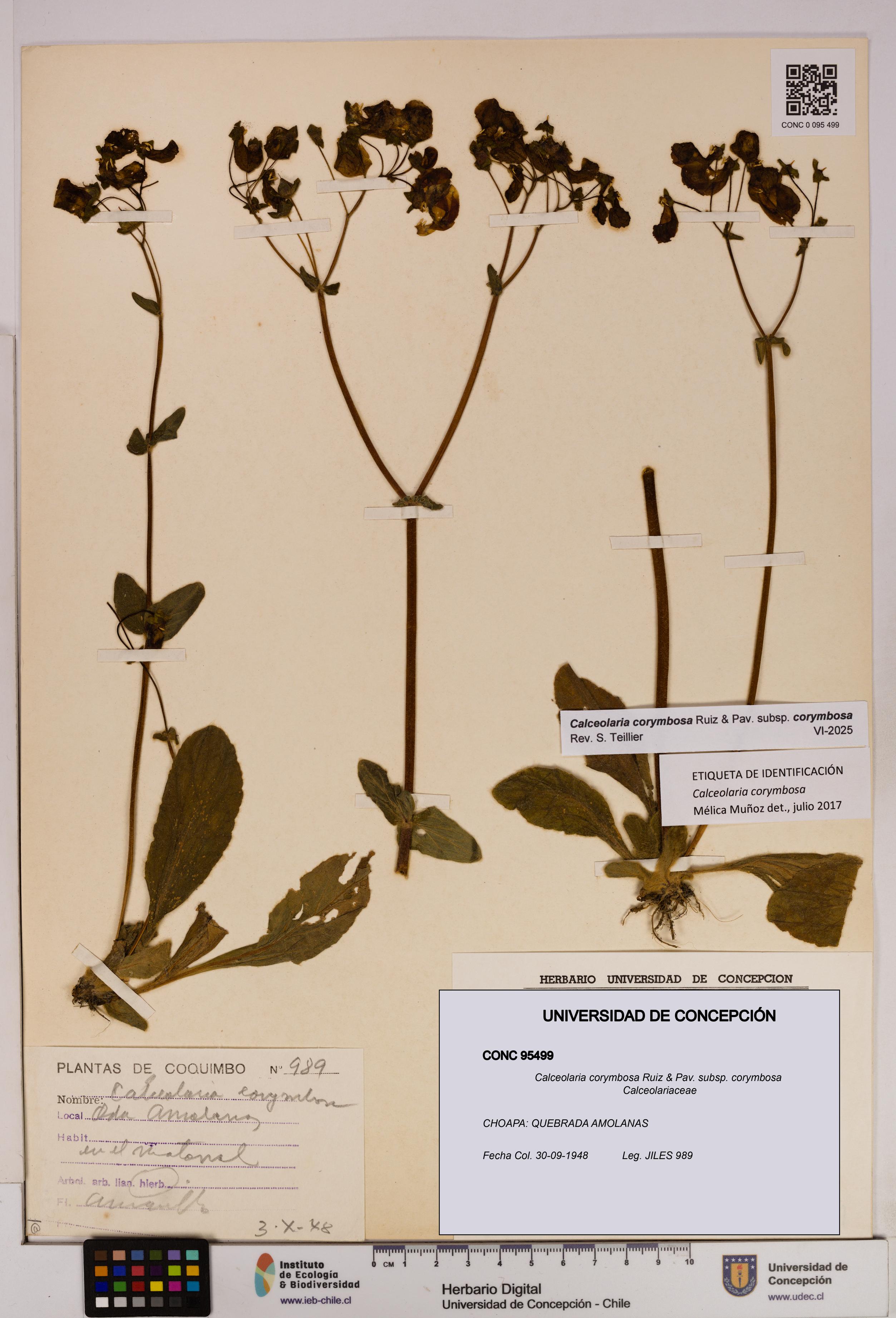 Calceolaria corymbosa [Espécimen: UDEC:CONC:0095499]