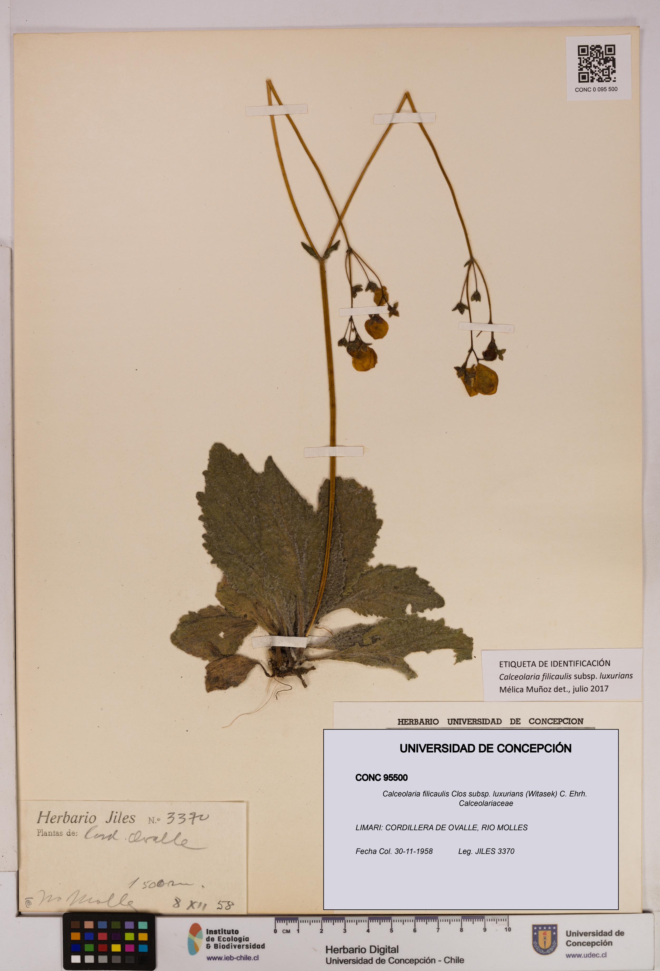 Calceolaria filicaulis [Espécimen: UDEC:CONC:0095500]