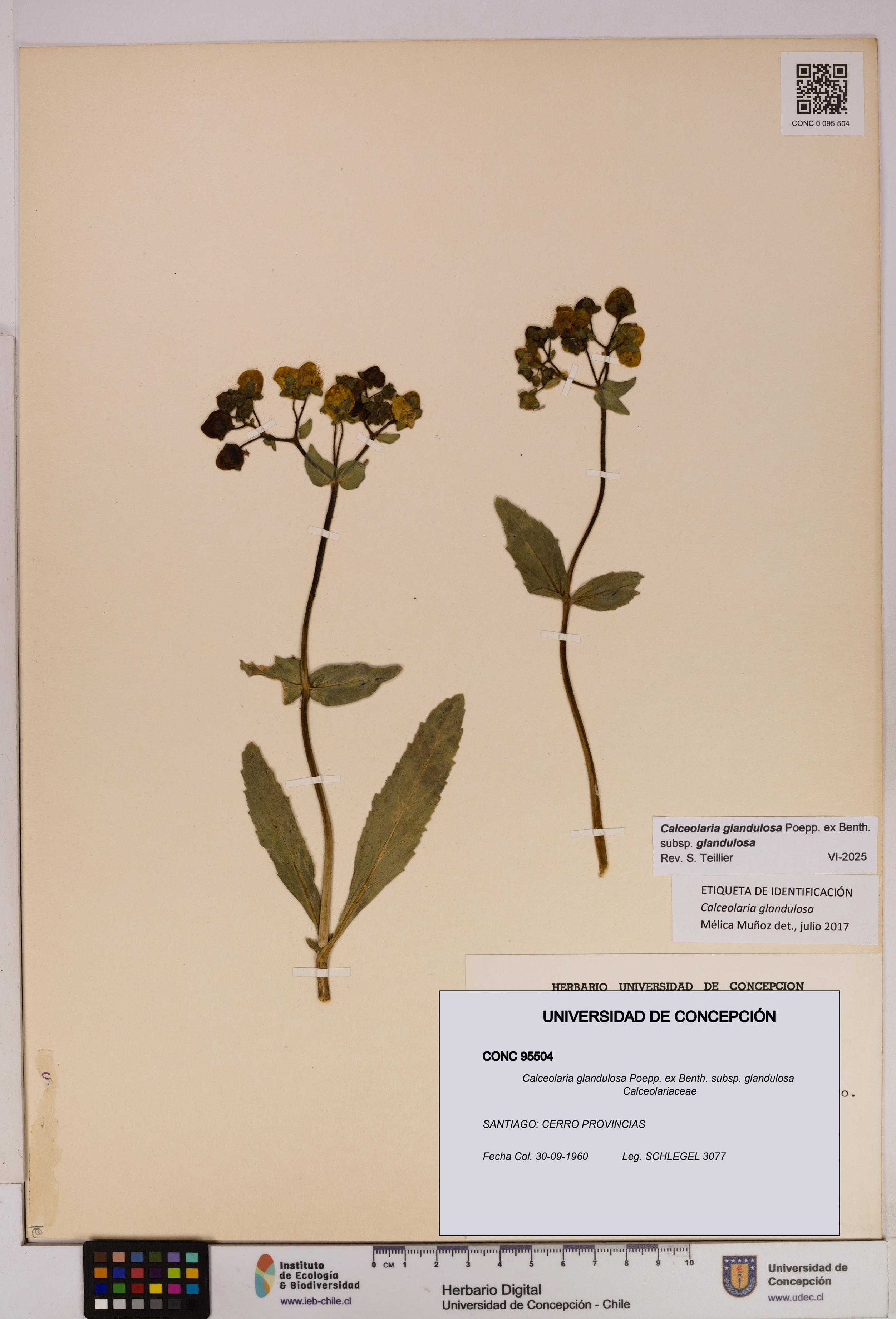 Calceolaria glandulosa [Espécimen: UDEC:CONC:0095504]