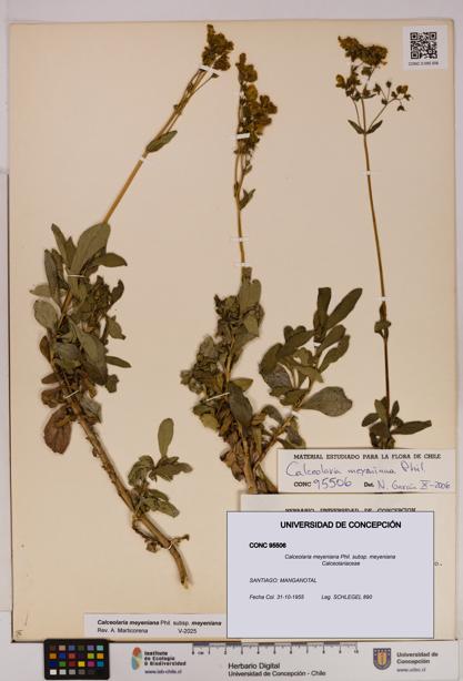 Calceolaria meyeniana subsp. meyeniana [Espécimen: UDEC:CONC:0095506]