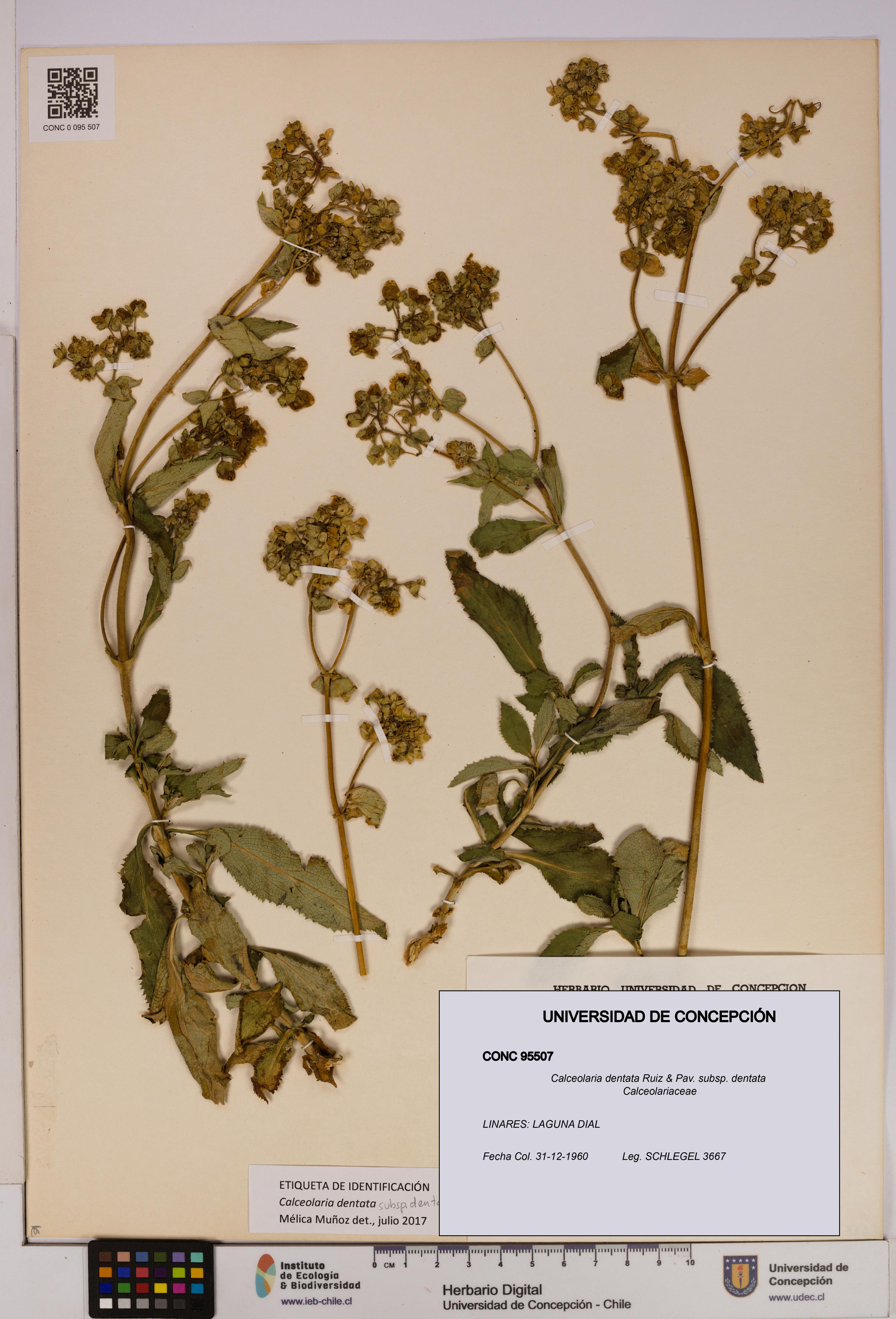 Calceolaria dentata subsp. dentata [Espécimen: UDEC:CONC:0095507]