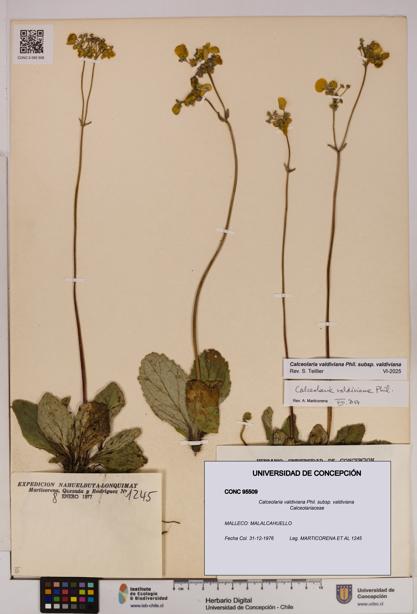 Calceolaria valdiviana subsp. valdiviana [Espécimen: UDEC:CONC:0095509]