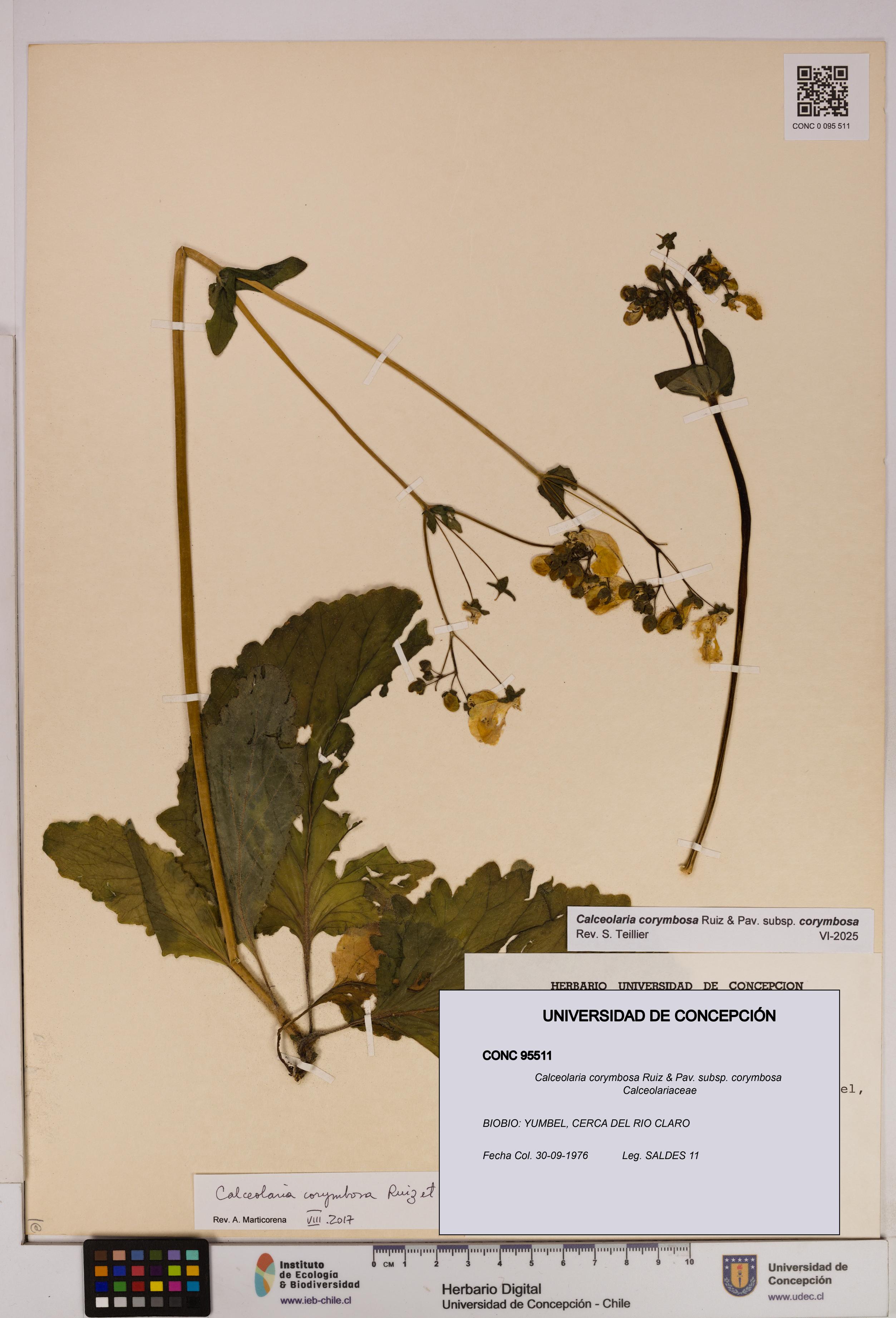 Calceolaria corymbosa [Espécimen: UDEC:CONC:0095511]