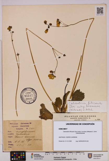 Calceolaria filicaulis [Espécimen: UDEC:CONC:0095517]