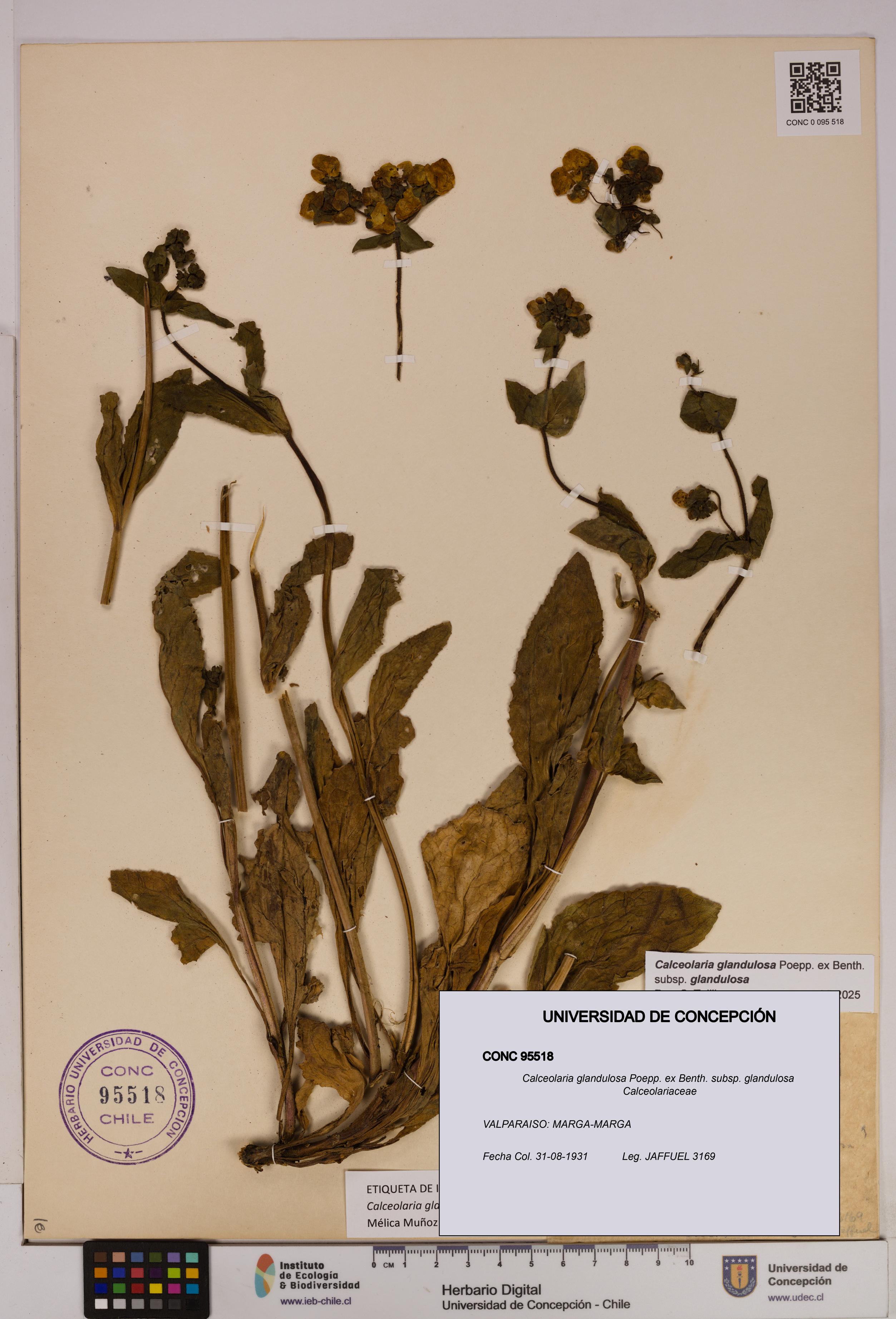Calceolaria glandulosa [Espécimen: UDEC:CONC:0095518]