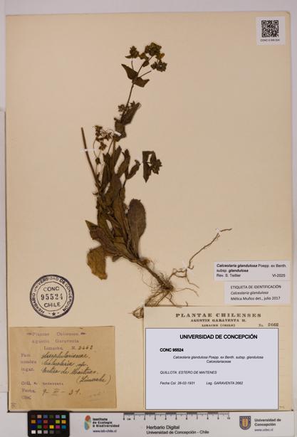 Calceolaria glandulosa [Espécimen: UDEC:CONC:0095524]