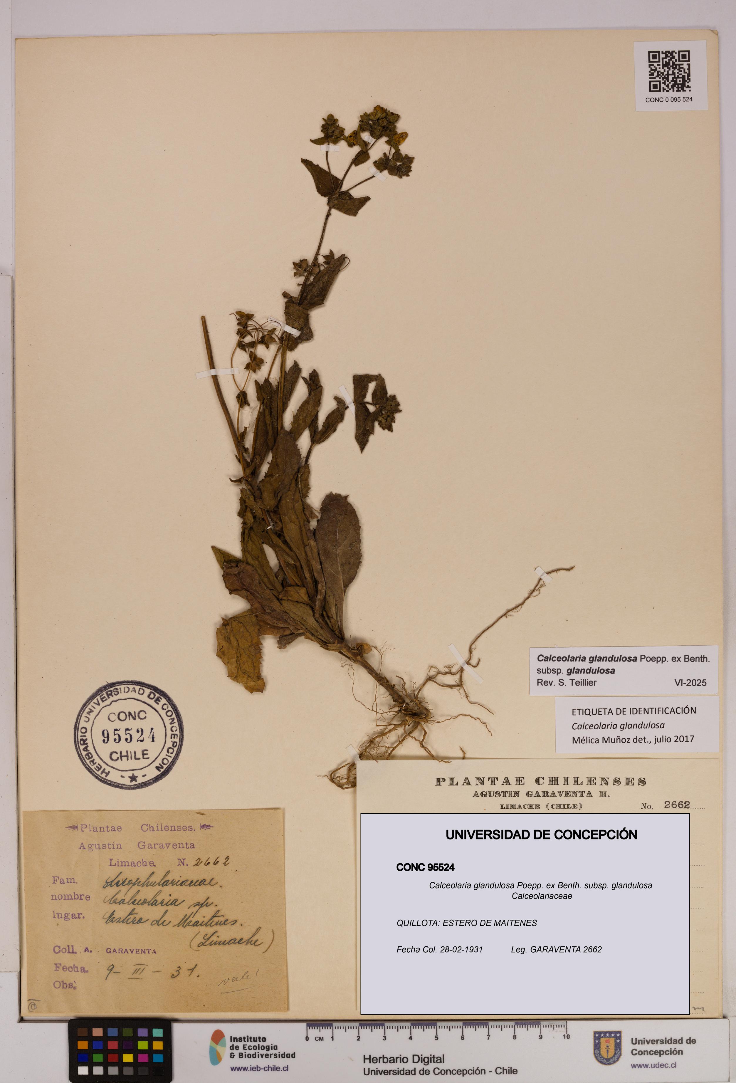 Calceolaria glandulosa [Espécimen: UDEC:CONC:0095524]