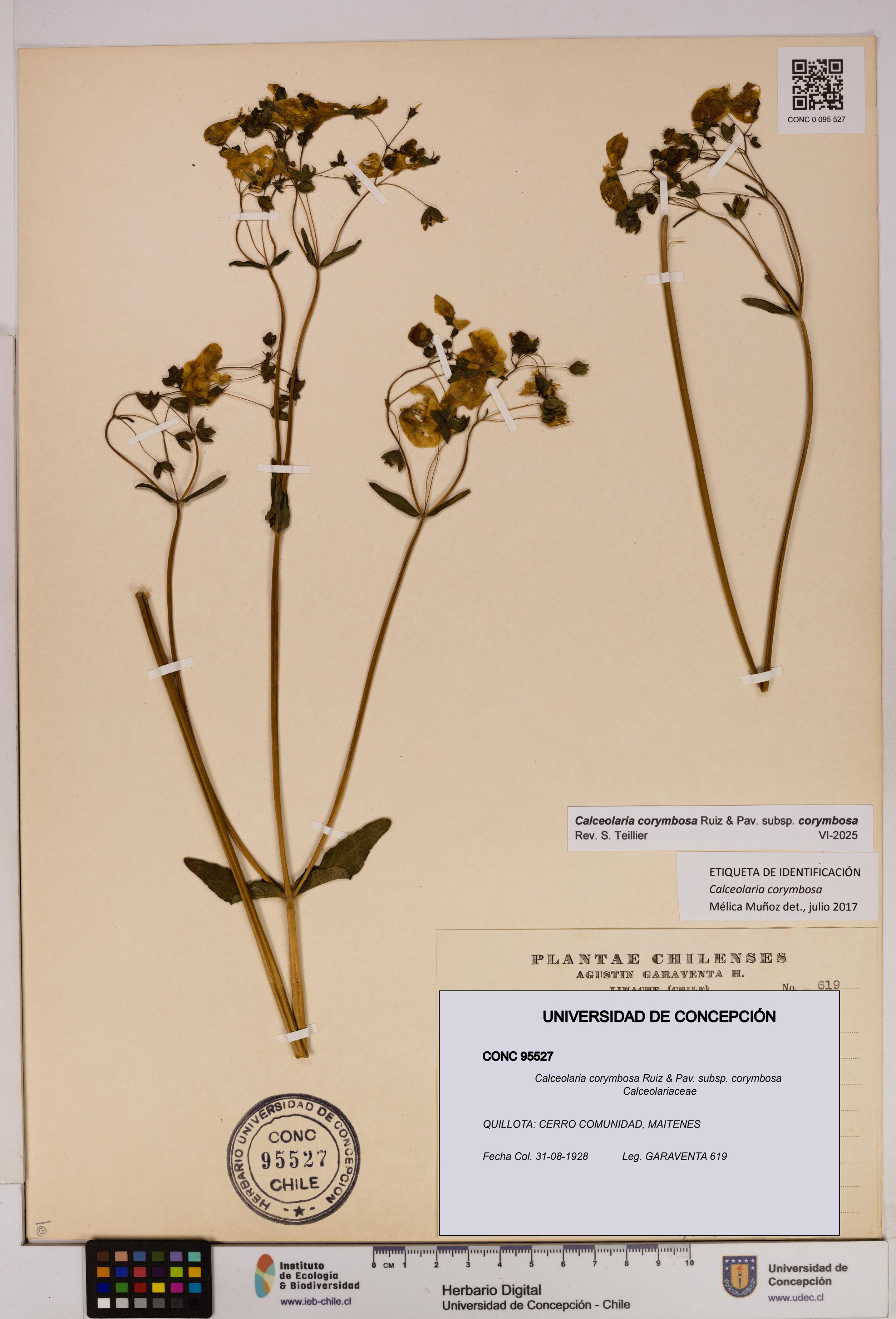 Calceolaria corymbosa [Espécimen: UDEC:CONC:0095527]