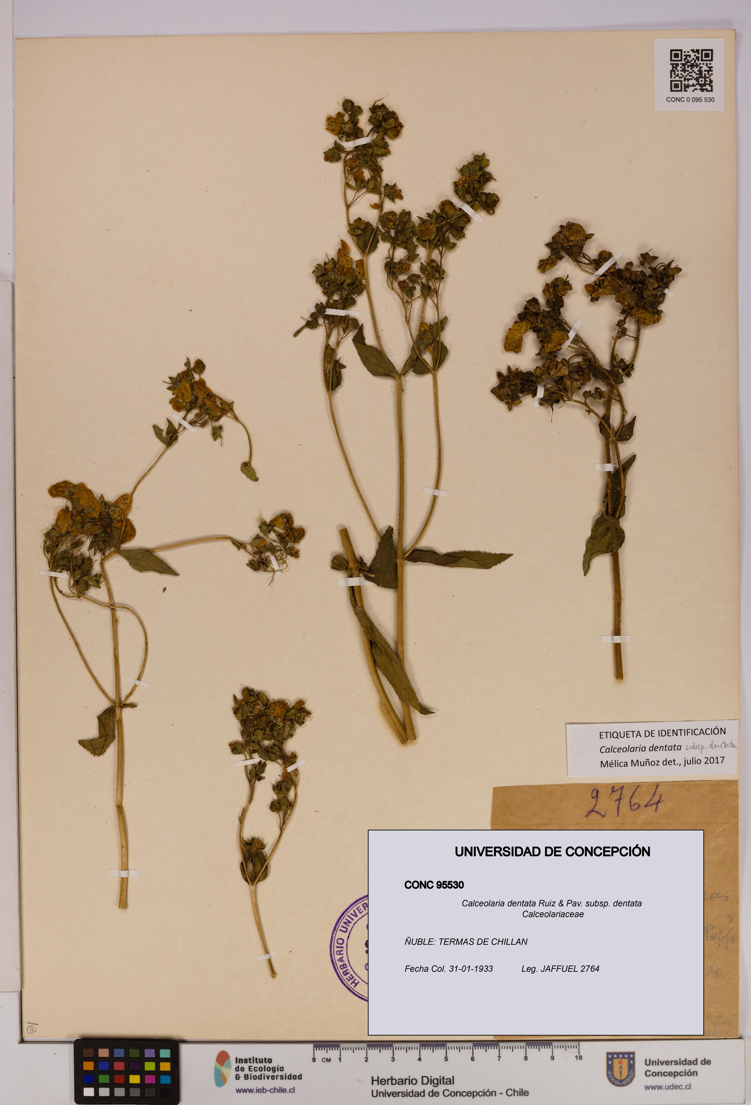 Calceolaria dentata subsp. dentata [Espécimen: UDEC:CONC:0095530]