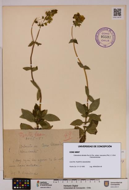 Calceolaria dentata subsp. araucana [Espécimen: UDEC:CONC:0095537]