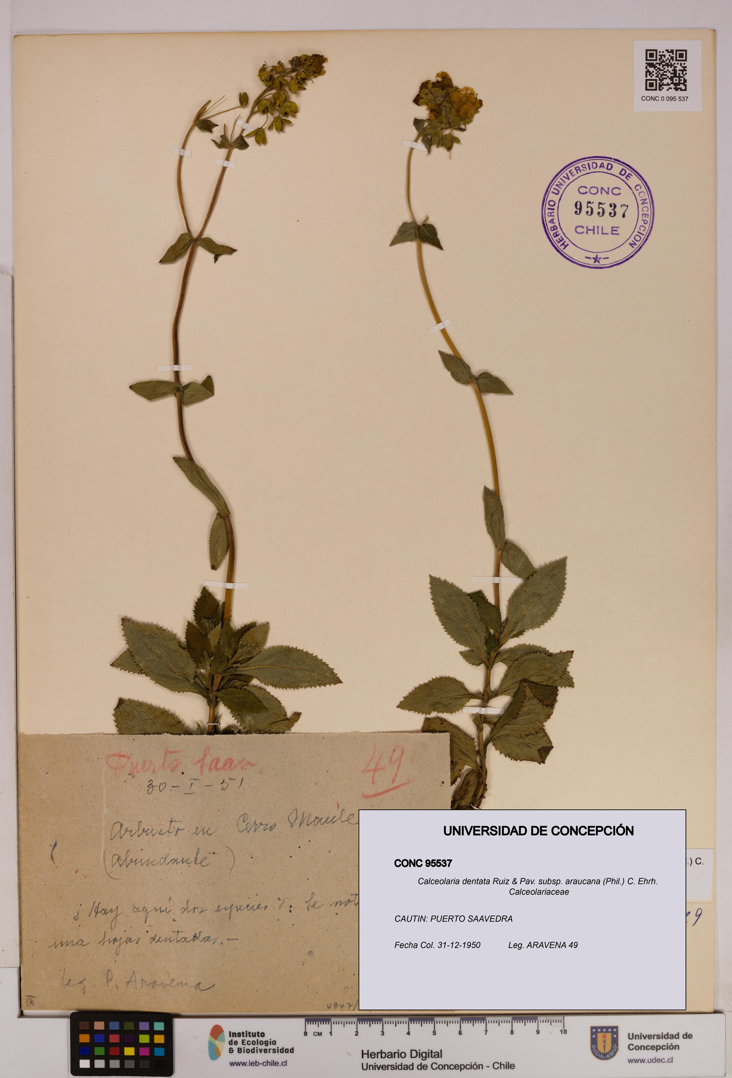Calceolaria dentata subsp. araucana [Espécimen: UDEC:CONC:0095537]
