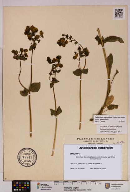Calceolaria glandulosa [Espécimen: UDEC:CONC:0095547]