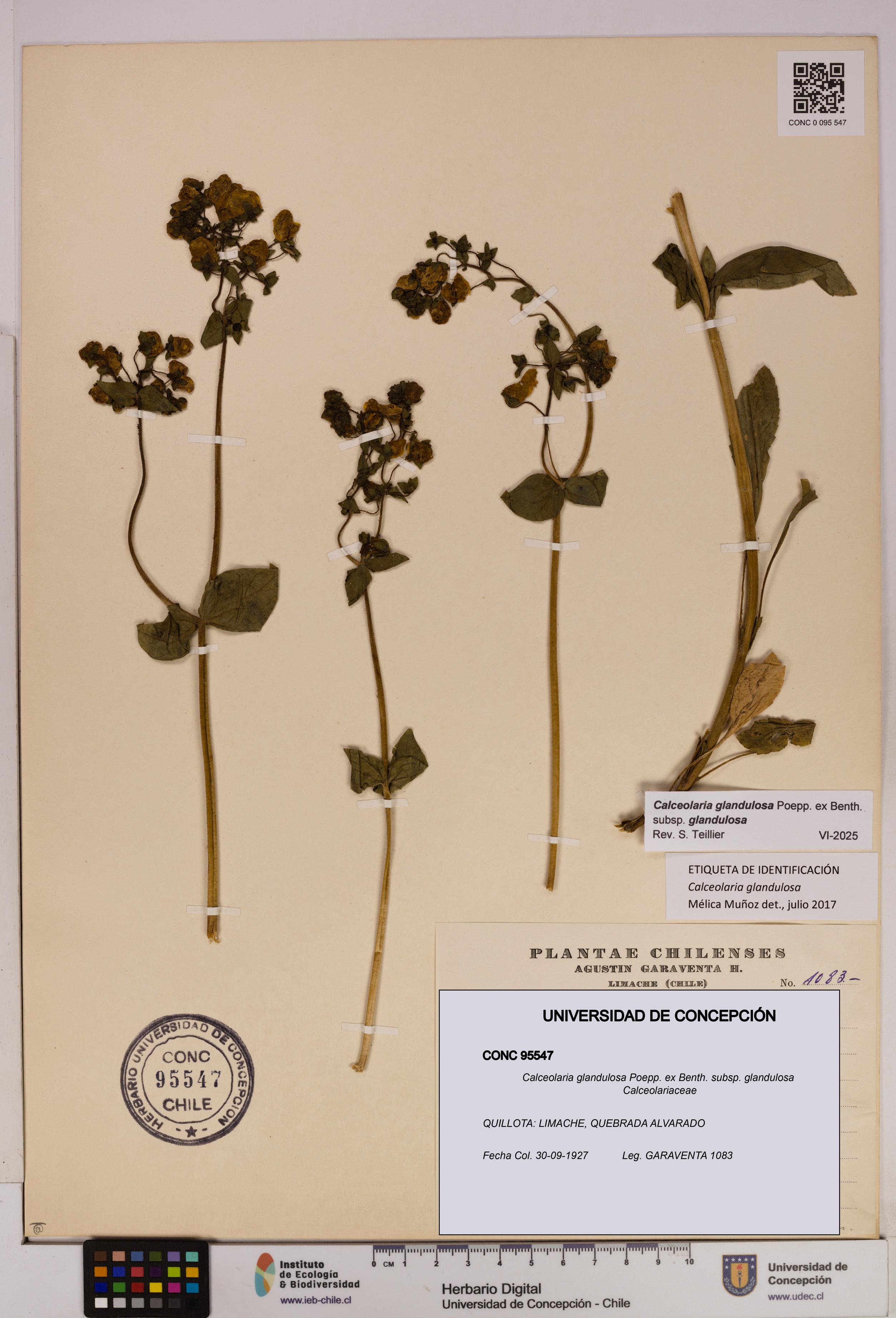 Calceolaria glandulosa [Espécimen: UDEC:CONC:0095547]
