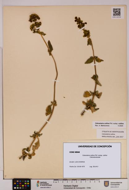 Calceolaria collina subsp. collina [Espécimen: UDEC:CONC:0095549]