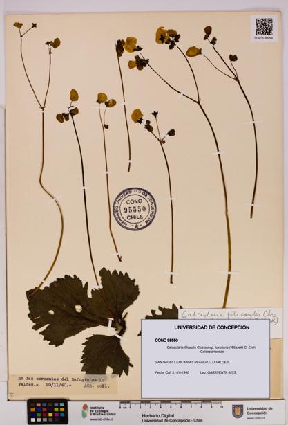 Calceolaria filicaulis [Espécimen: UDEC:CONC:0095550]