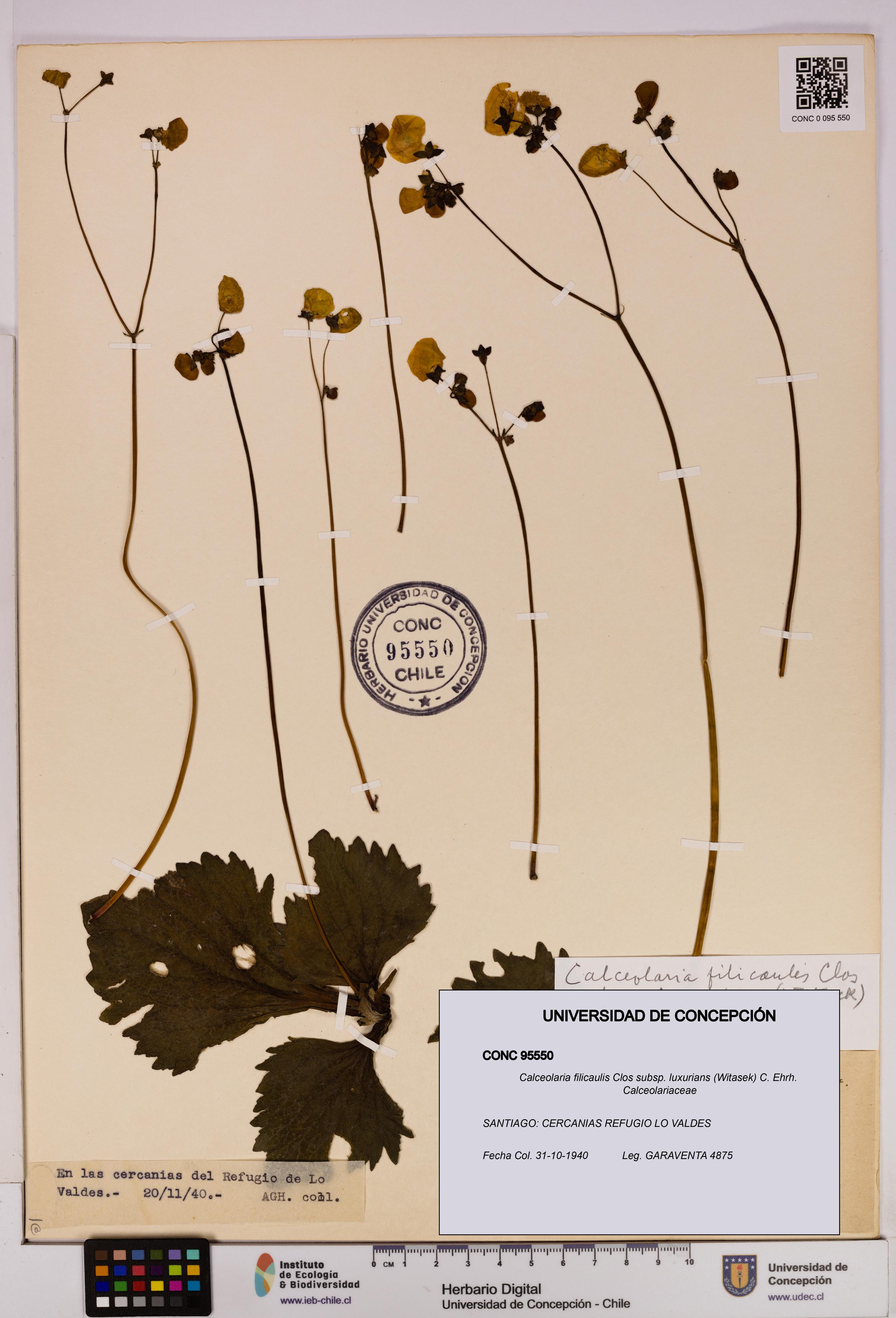 Calceolaria filicaulis [Espécimen: UDEC:CONC:0095550]