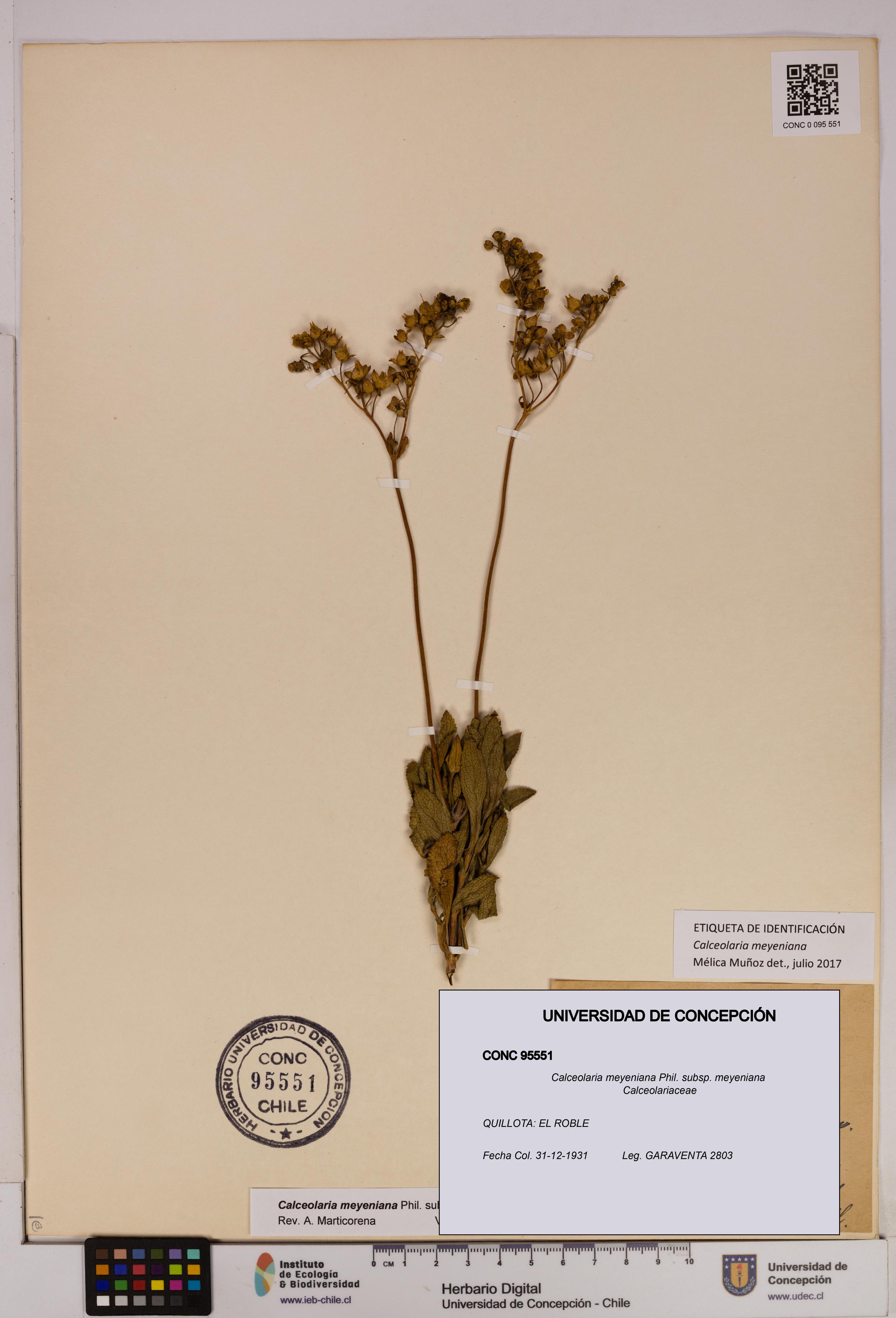 Calceolaria meyeniana subsp. meyeniana [Espécimen: UDEC:CONC:0095551]
