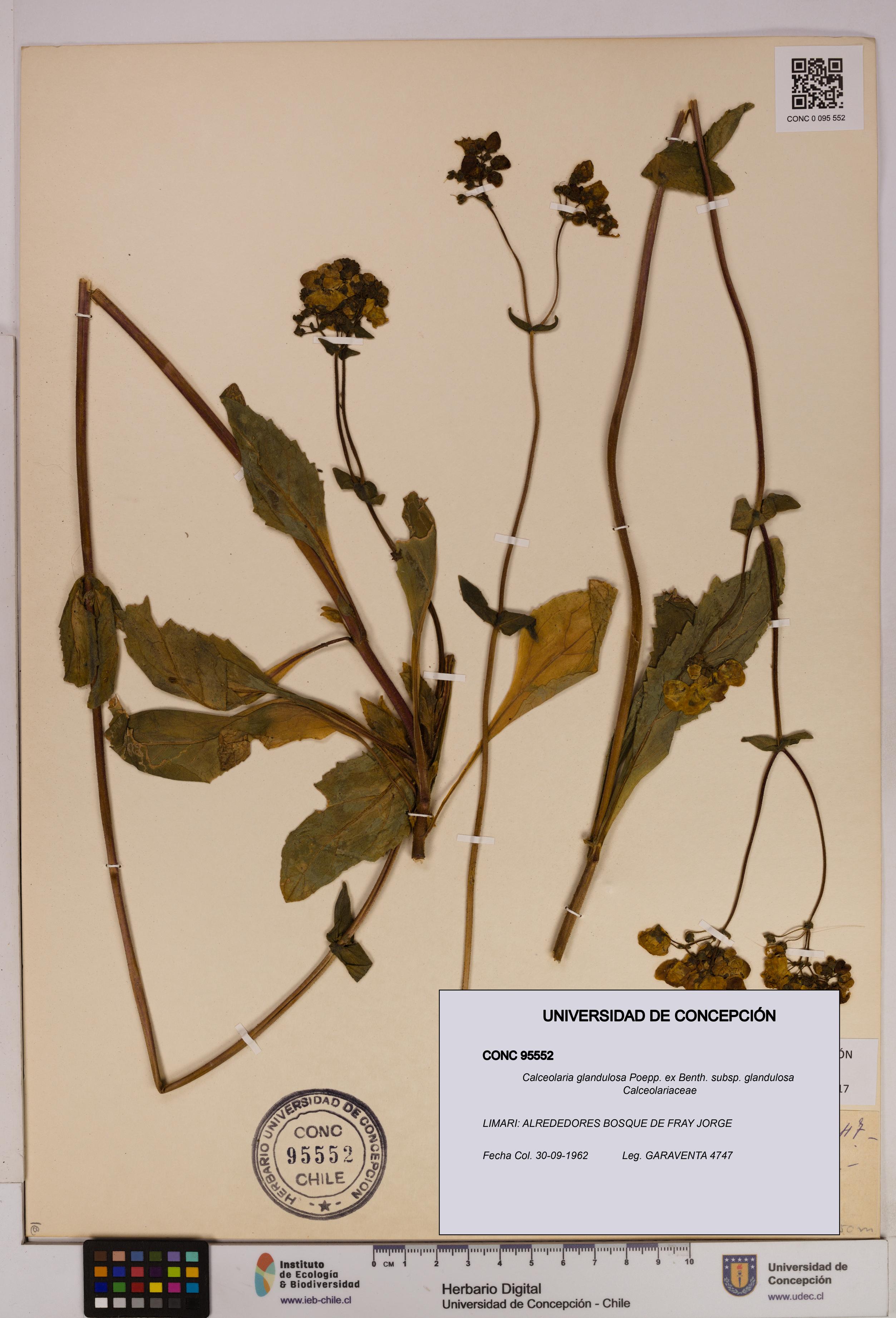 Calceolaria glandulosa [Espécimen: UDEC:CONC:0095552]