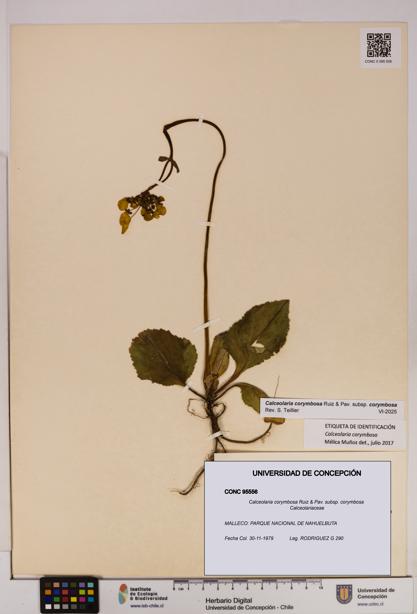 Calceolaria corymbosa [Espécimen: UDEC:CONC:0095556]