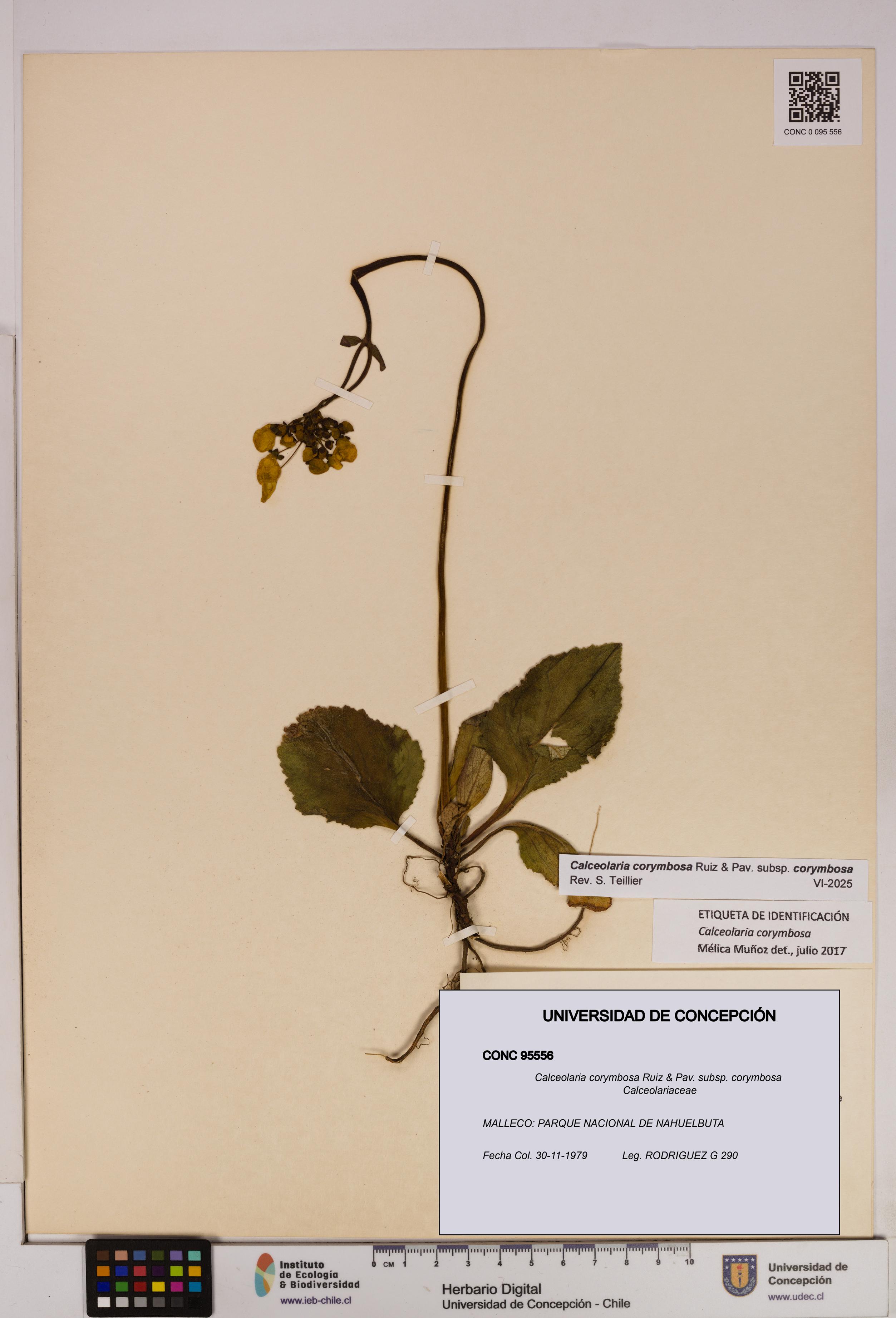 Calceolaria corymbosa [Espécimen: UDEC:CONC:0095556]