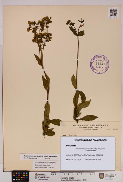 Calceolaria meyeniana subsp. meyeniana [Espécimen: UDEC:CONC:0095557]