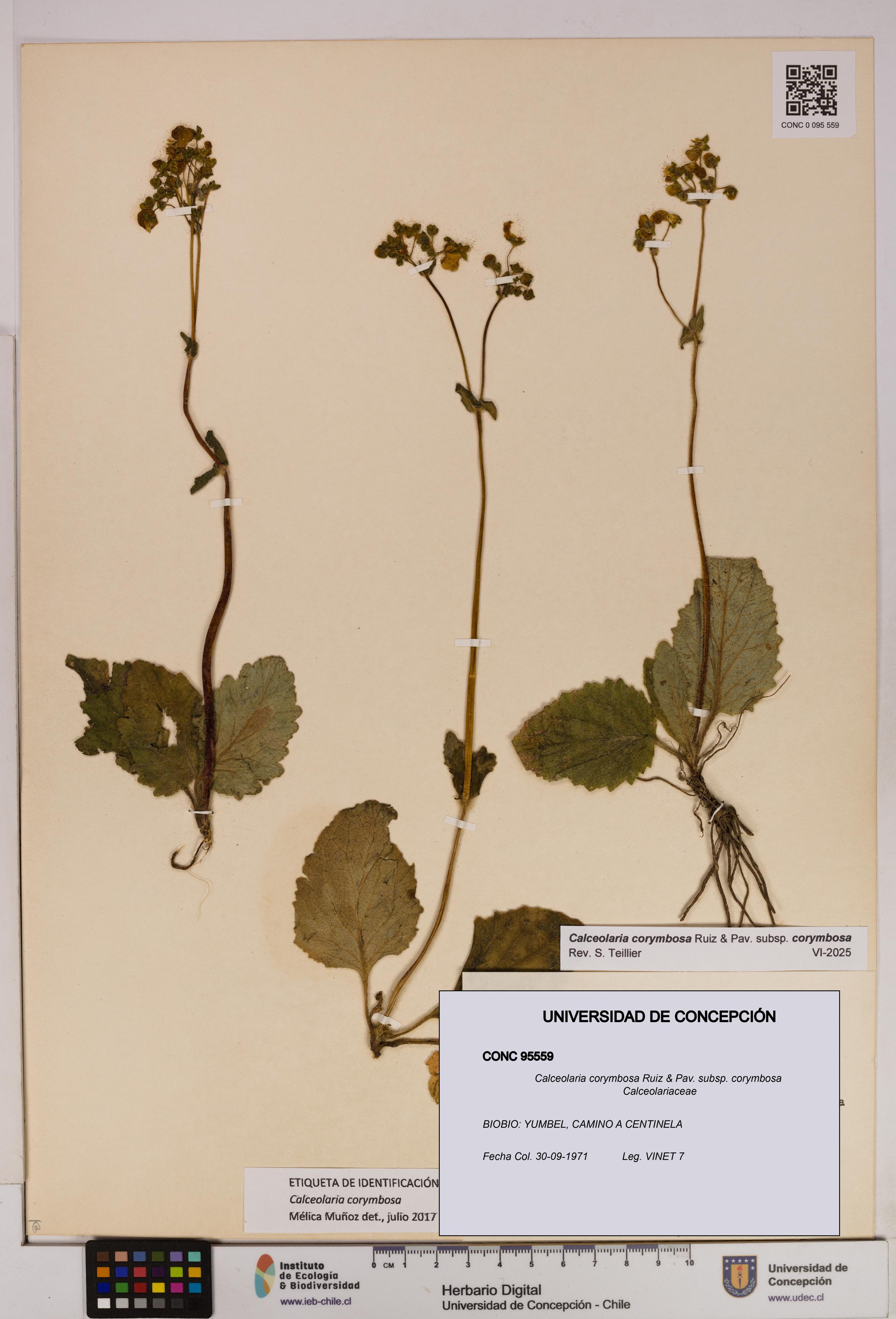 Calceolaria corymbosa [Espécimen: UDEC:CONC:0095559]