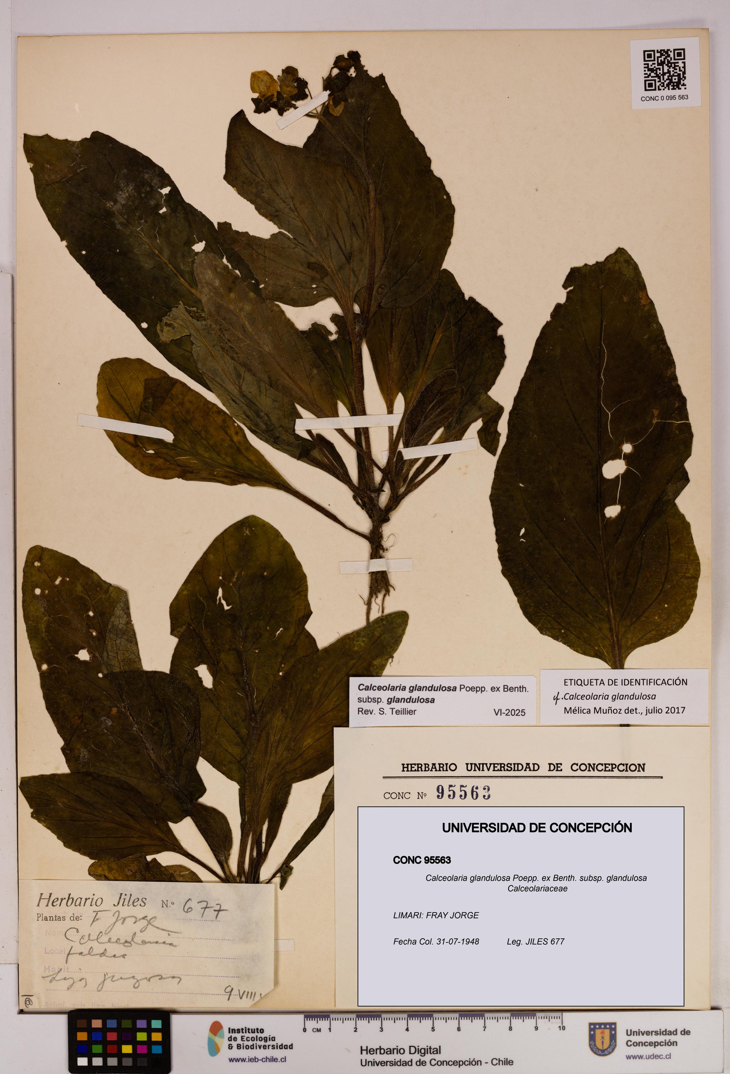 Calceolaria glandulosa [Espécimen: UDEC:CONC:0095563]