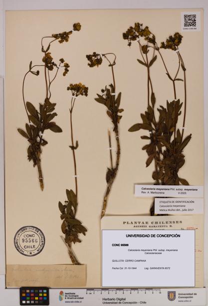 Calceolaria meyeniana subsp. meyeniana [Espécimen: UDEC:CONC:0095566]