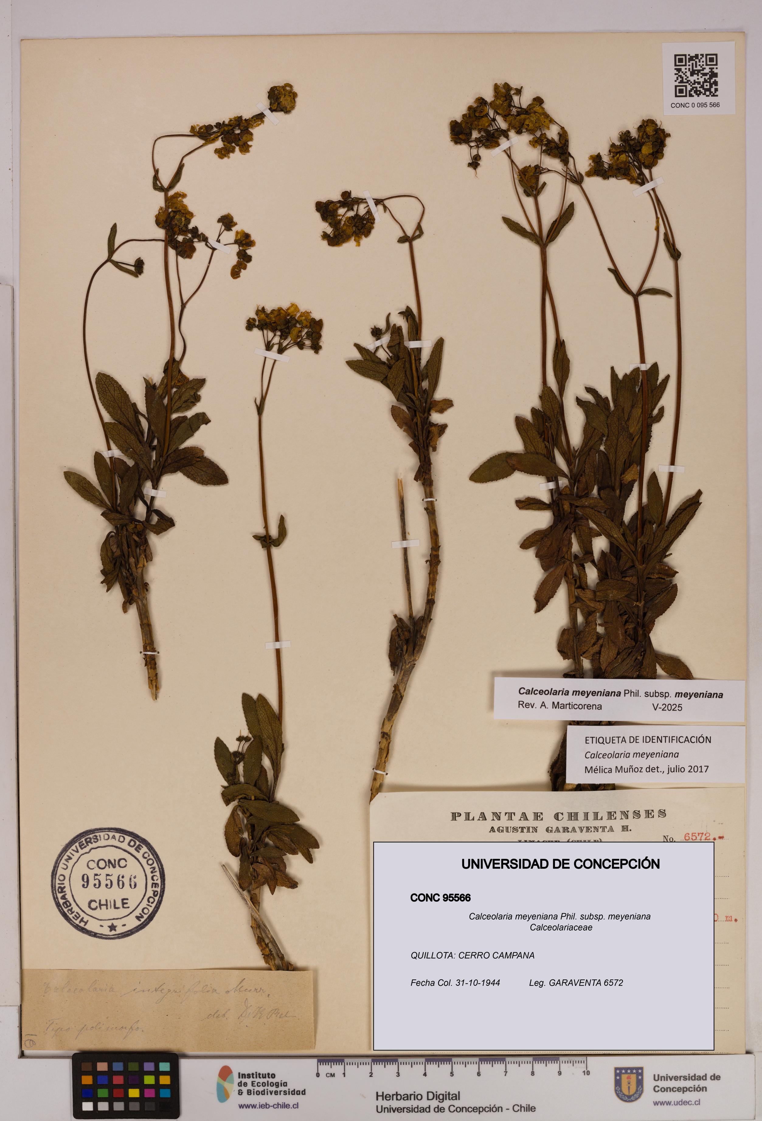 Calceolaria meyeniana subsp. meyeniana [Espécimen: UDEC:CONC:0095566]