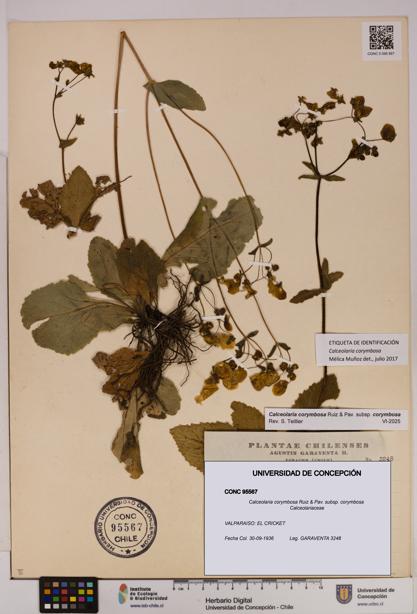 Calceolaria corymbosa [Espécimen: UDEC:CONC:0095567]