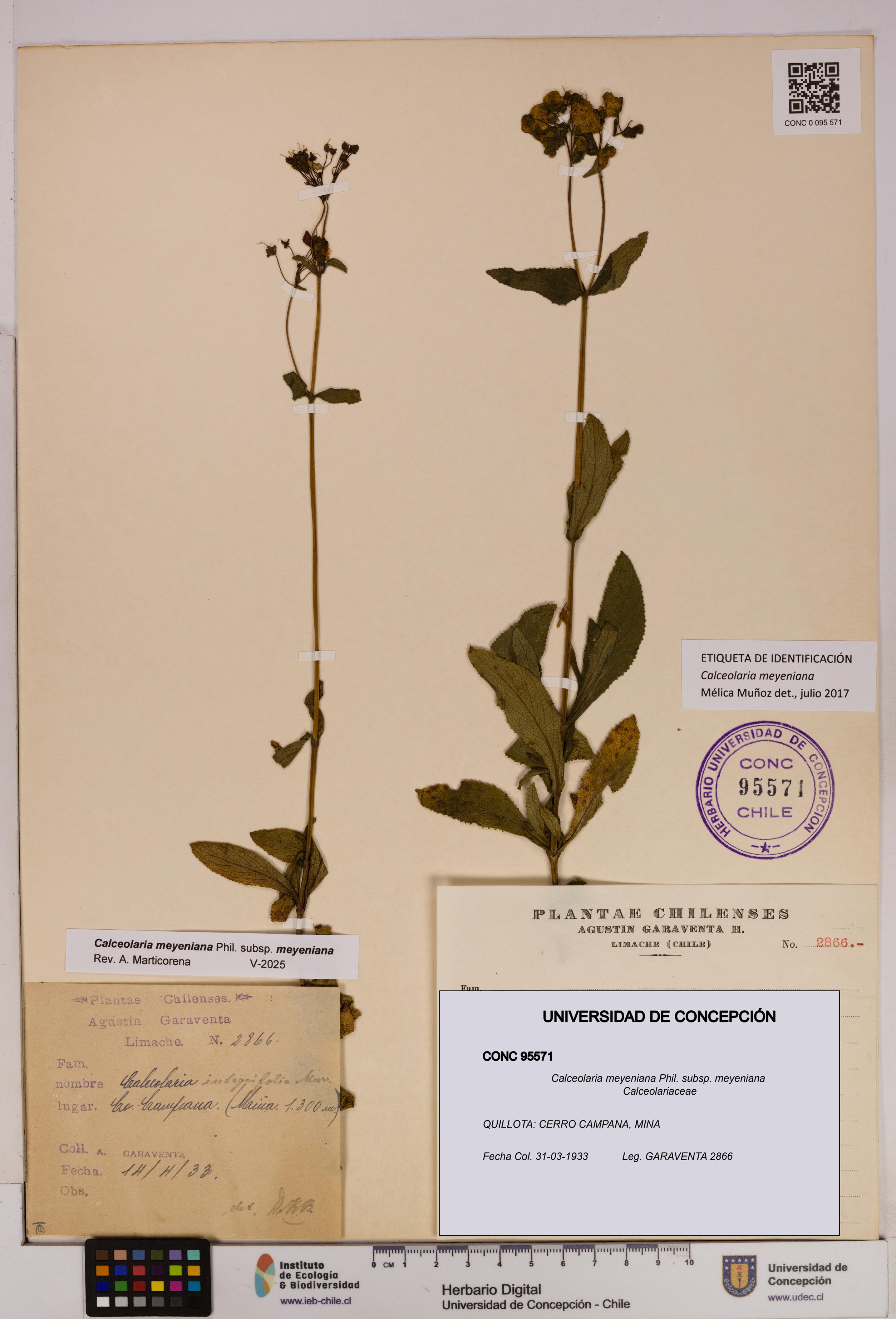 Calceolaria meyeniana subsp. meyeniana [Espécimen: UDEC:CONC:0095571]