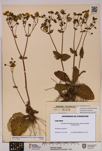 Calceolaria corymbosa [Espécimen: UDEC:CONC:0095576]