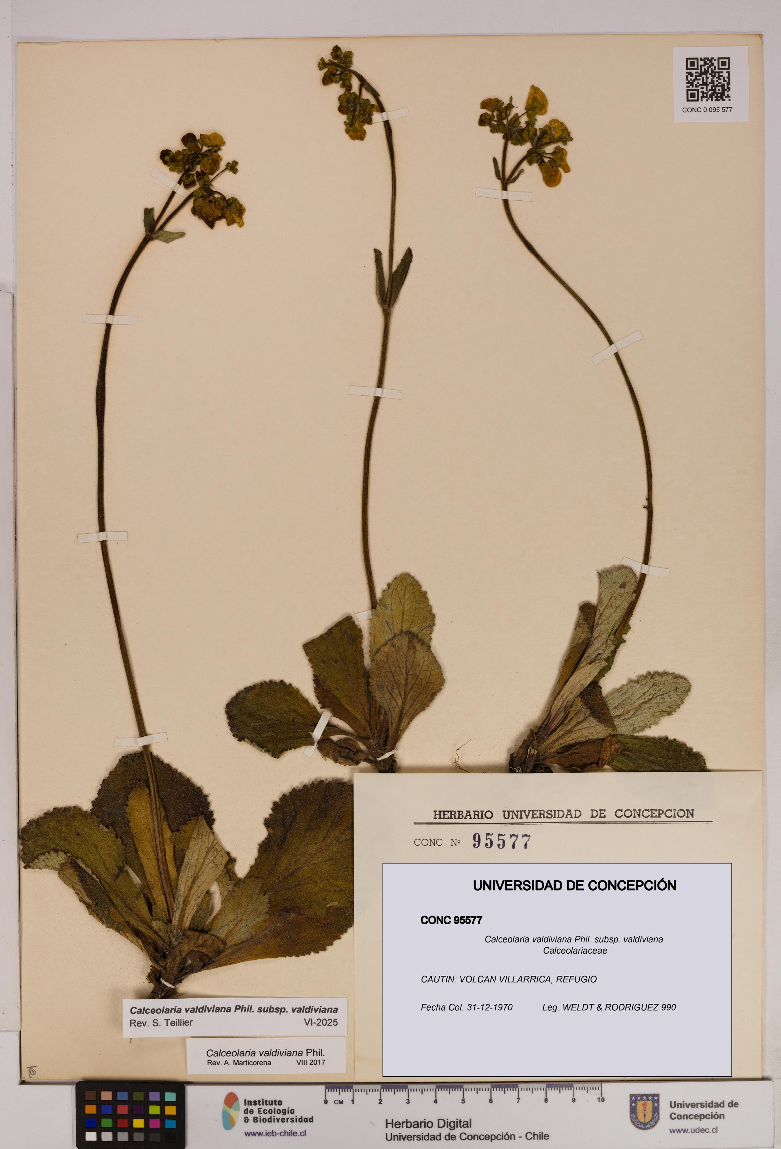 Calceolaria valdiviana subsp. valdiviana [Espécimen: UDEC:CONC:0095577]