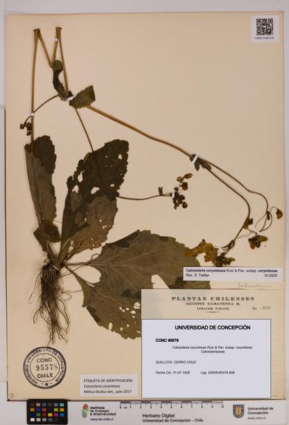 Calceolaria corymbosa [Espécimen: UDEC:CONC:0095578]