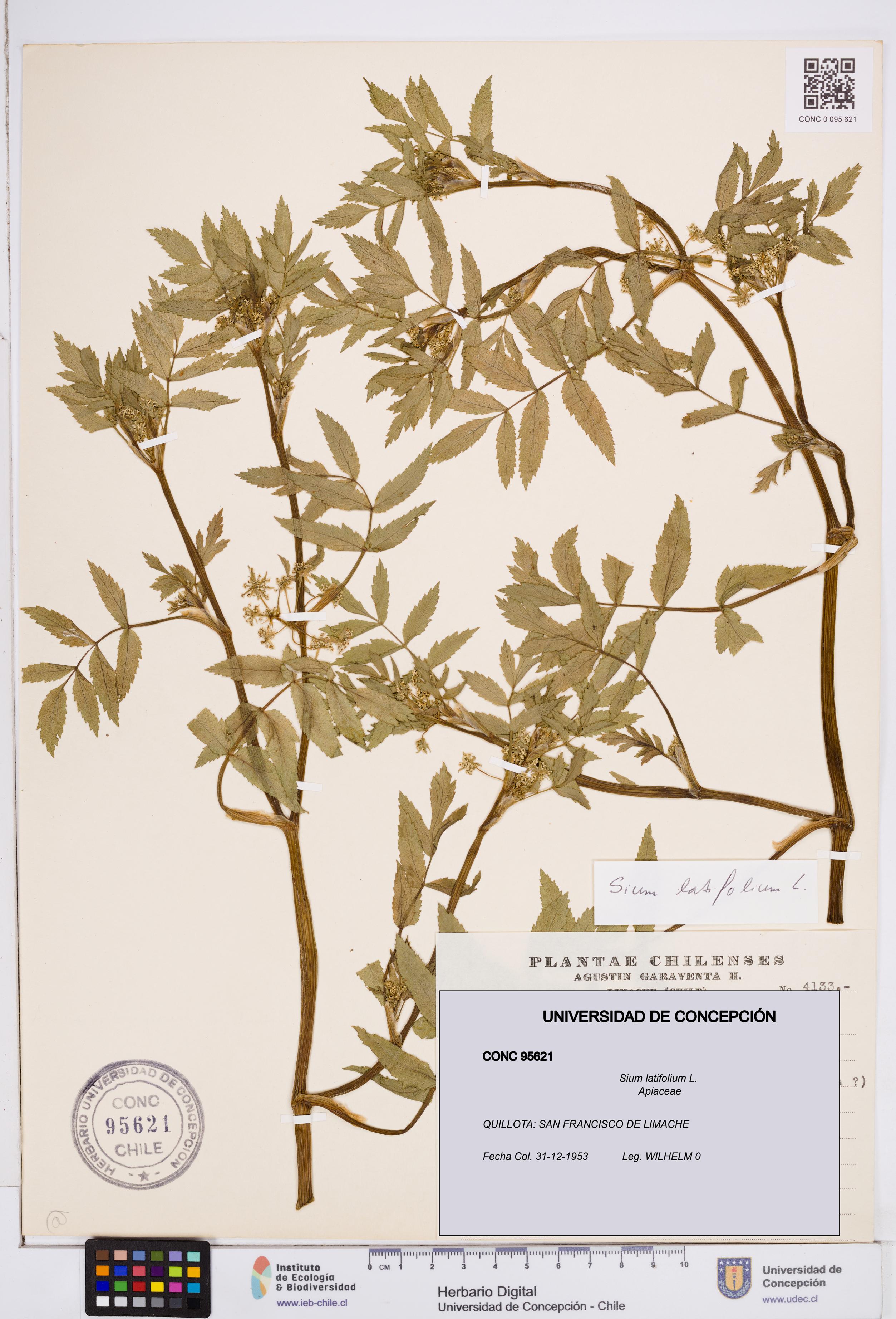 Sium latifolium [Espécimen: ]