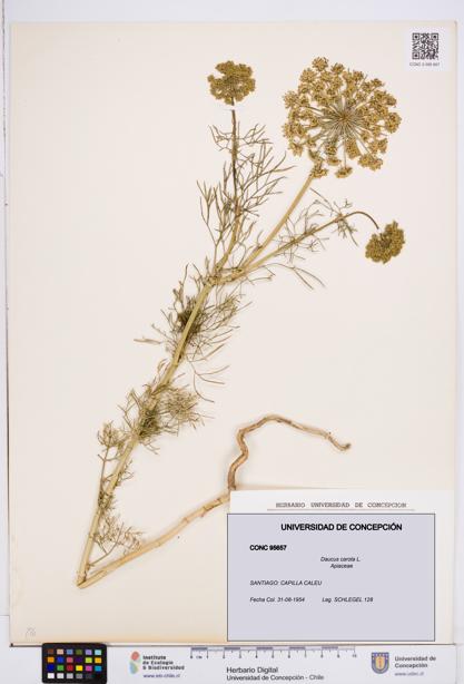 Daucus carota [Espécimen: ]