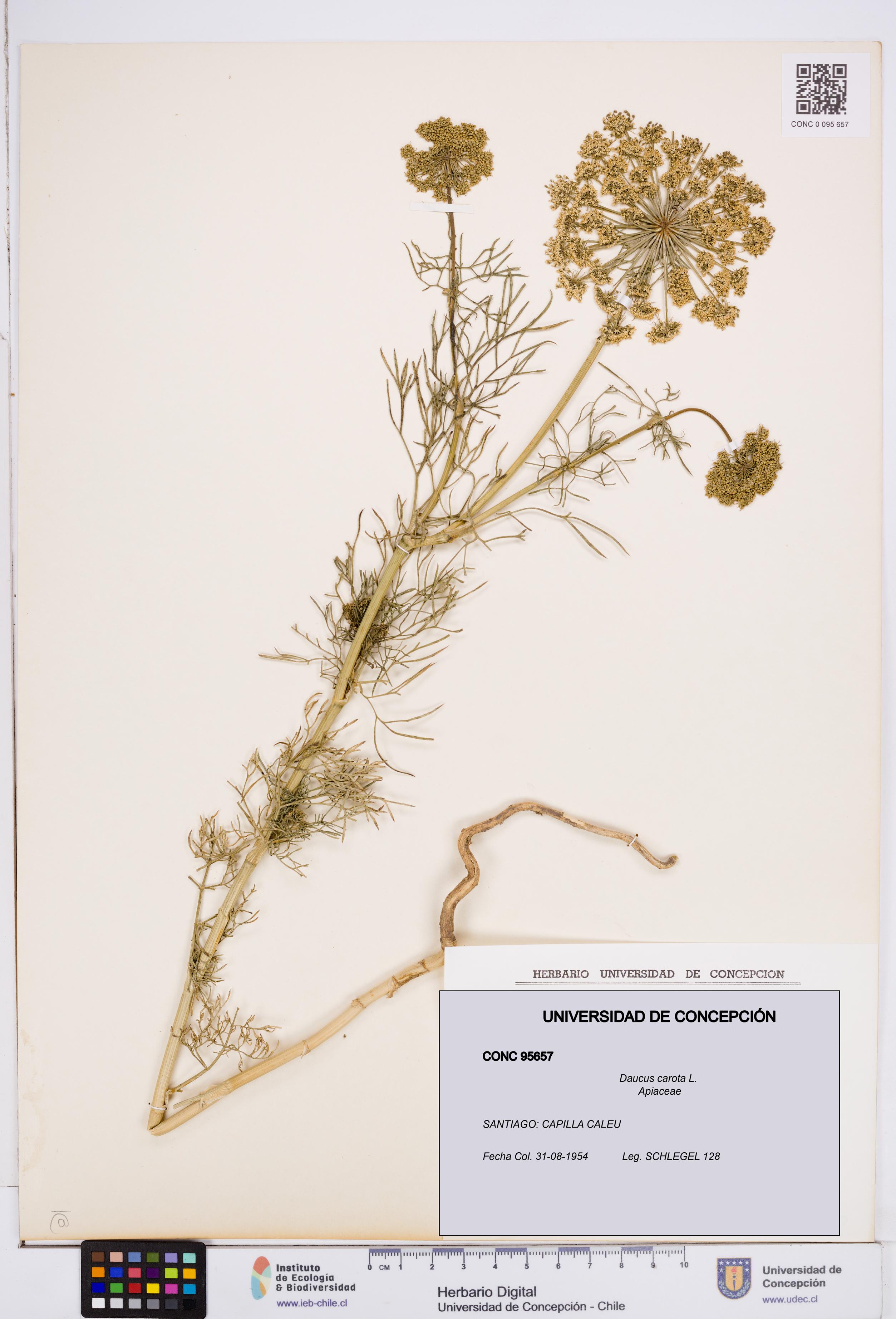Daucus carota [Espécimen: ]
