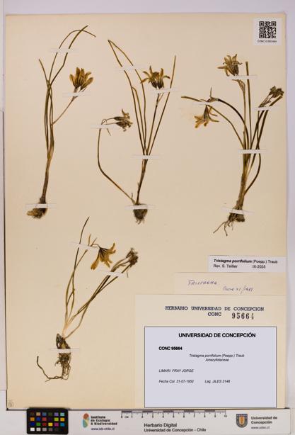 Tristagma porrifolium [Espécimen: UDEC:CONC:0095664]