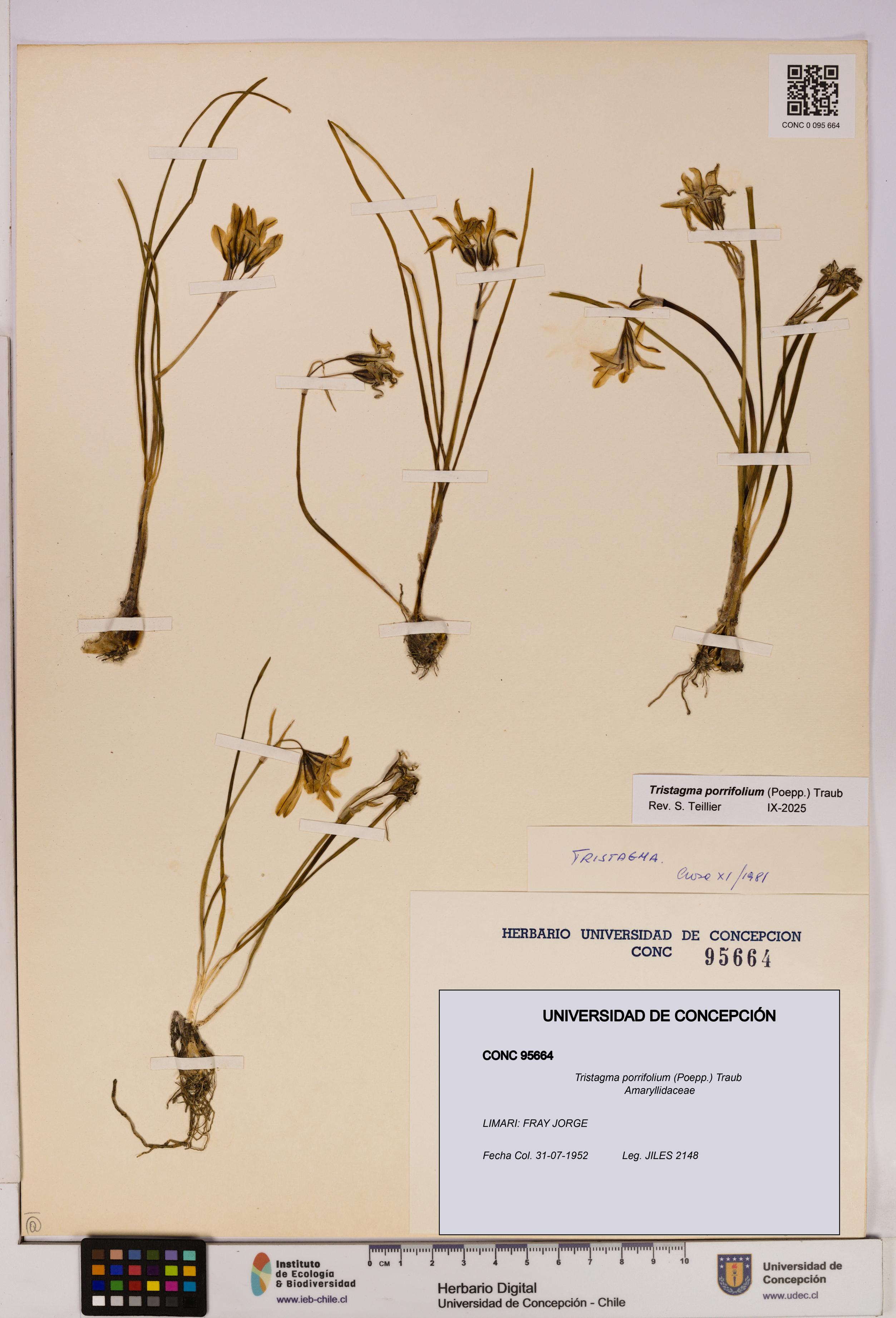 Tristagma porrifolium [Espécimen: UDEC:CONC:0095664]