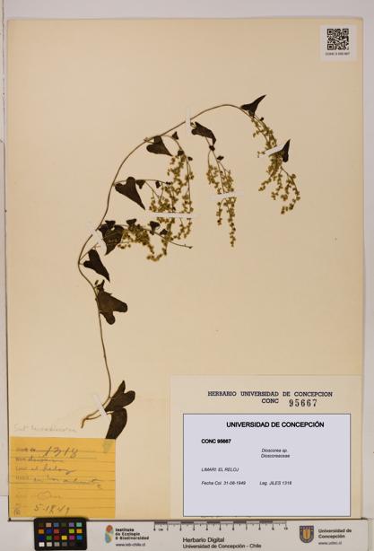 Dioscorea sp. [Espécimen: ]