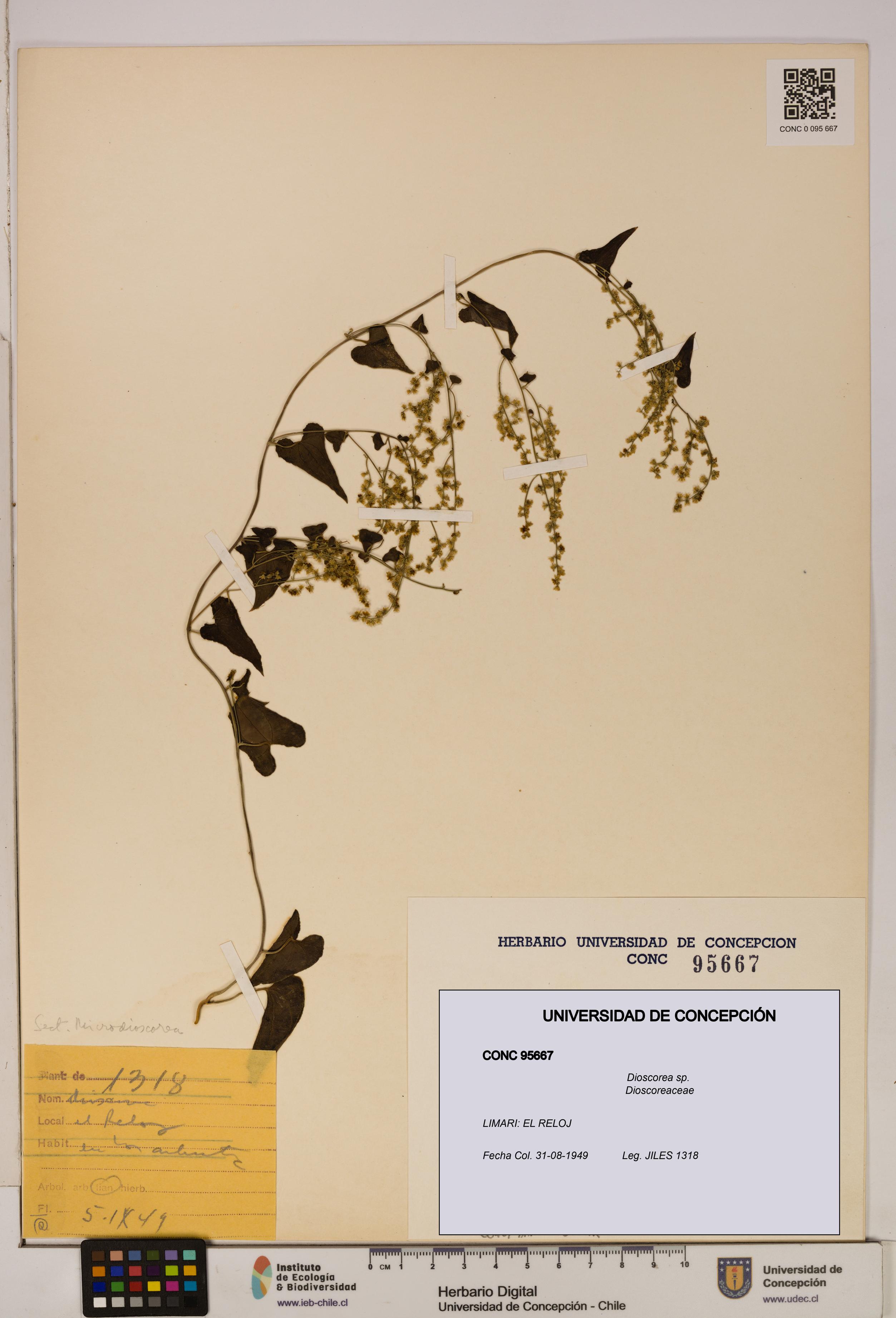 Dioscorea sp. [Espécimen: ]
