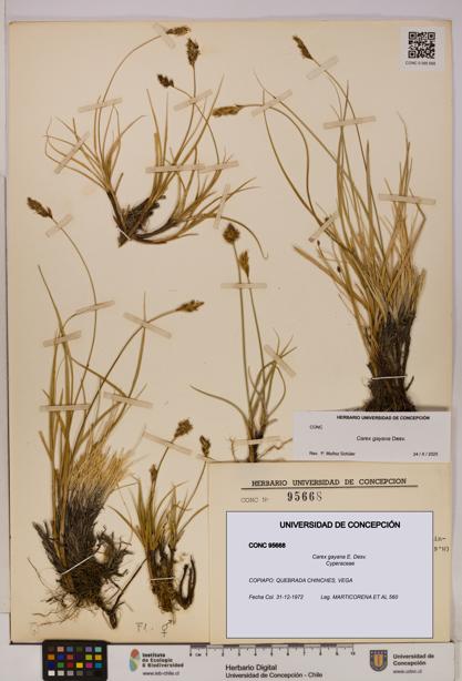 Carex gayana [Espécimen: UDEC:CONC:0095668]