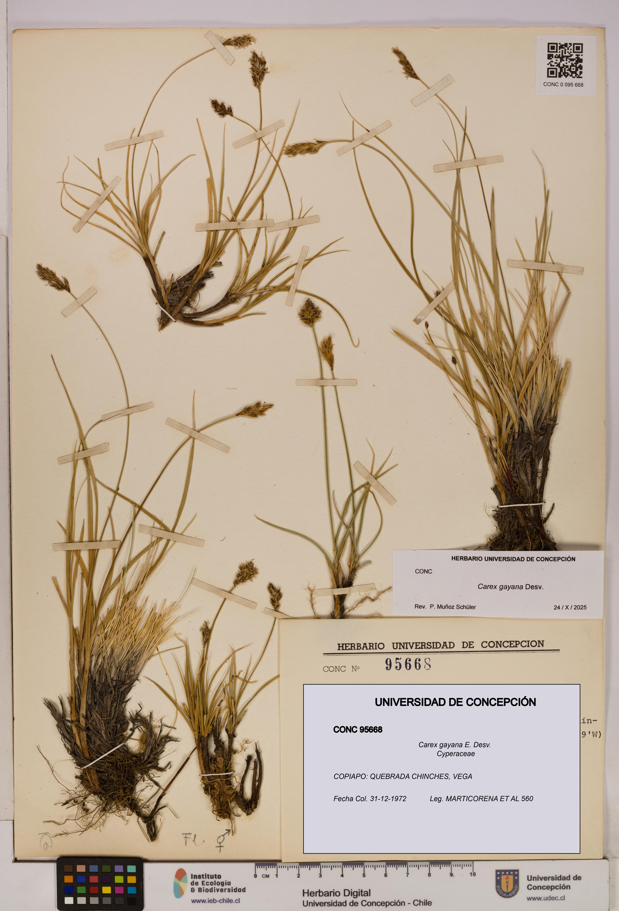 Carex gayana [Espécimen: UDEC:CONC:0095668]