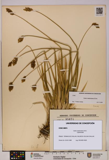 Carex macloviana [Espécimen: UDEC:CONC:0095674]