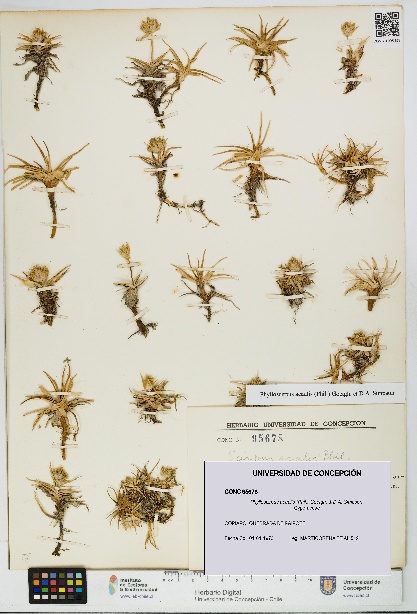 Phylloscirpus acaulis [Espécimen: UDEC:CONC:0095678]