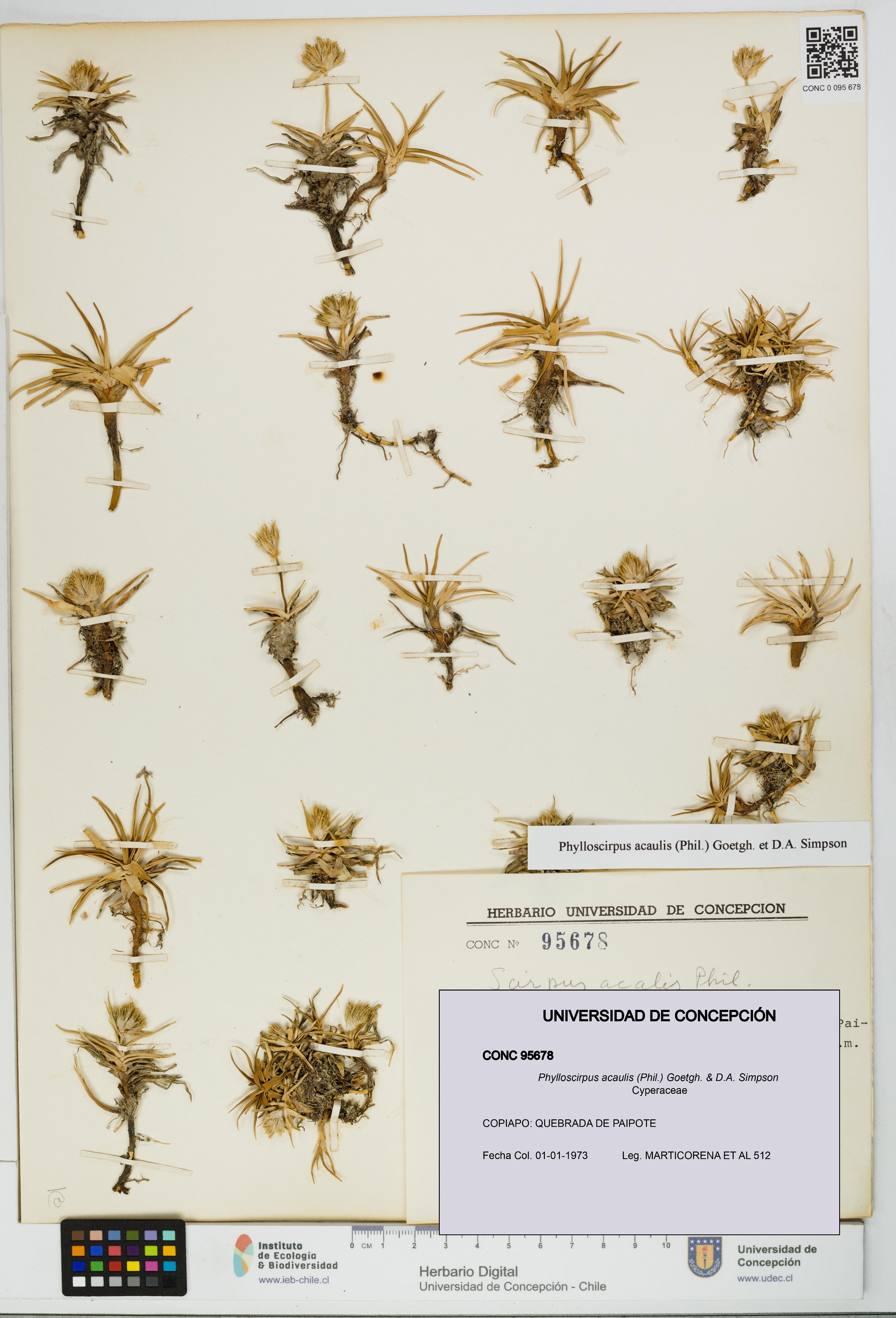 Phylloscirpus acaulis [Espécimen: UDEC:CONC:0095678]