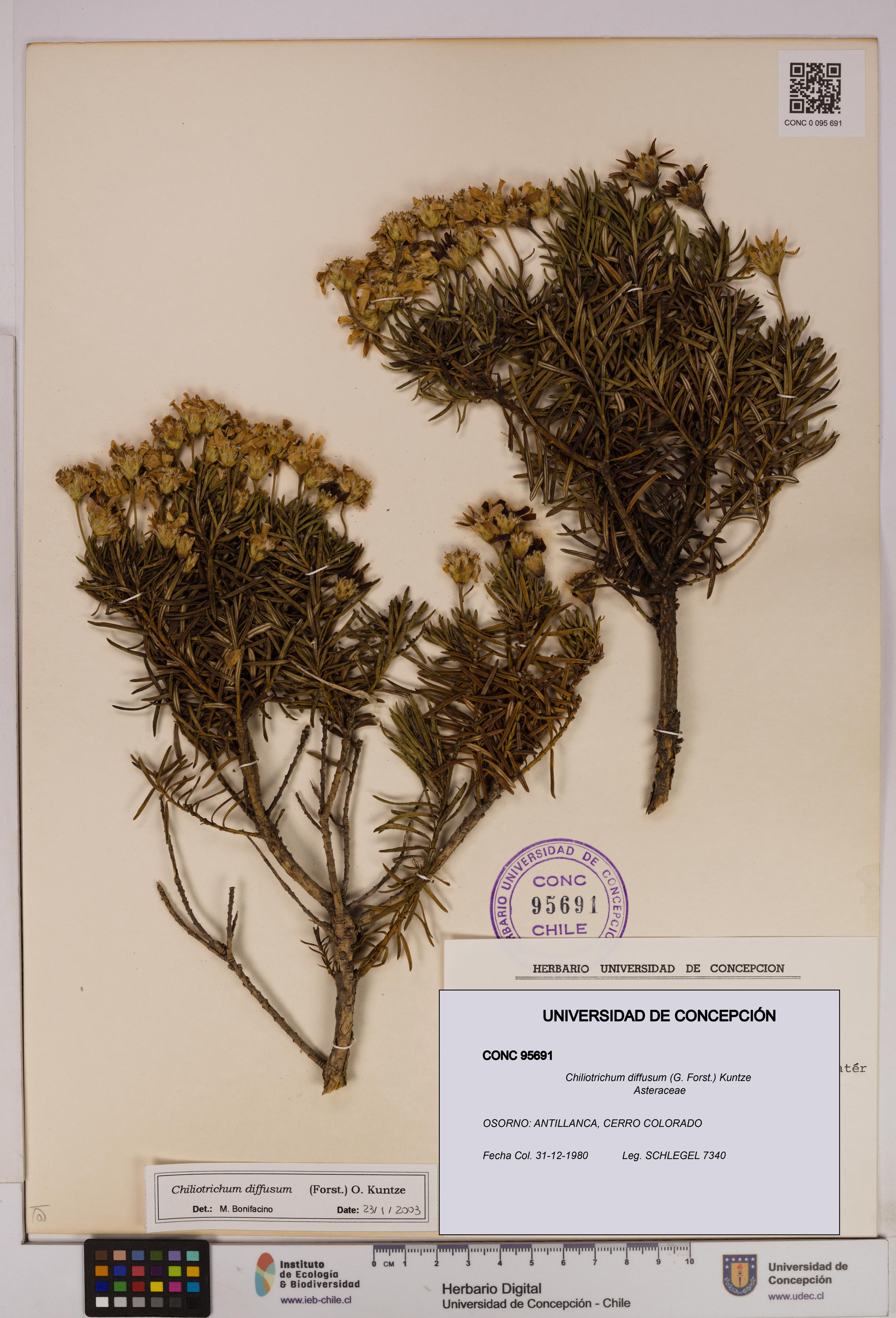 Chiliotrichum diffusum [Espécimen: UDEC:CONC:0095691]