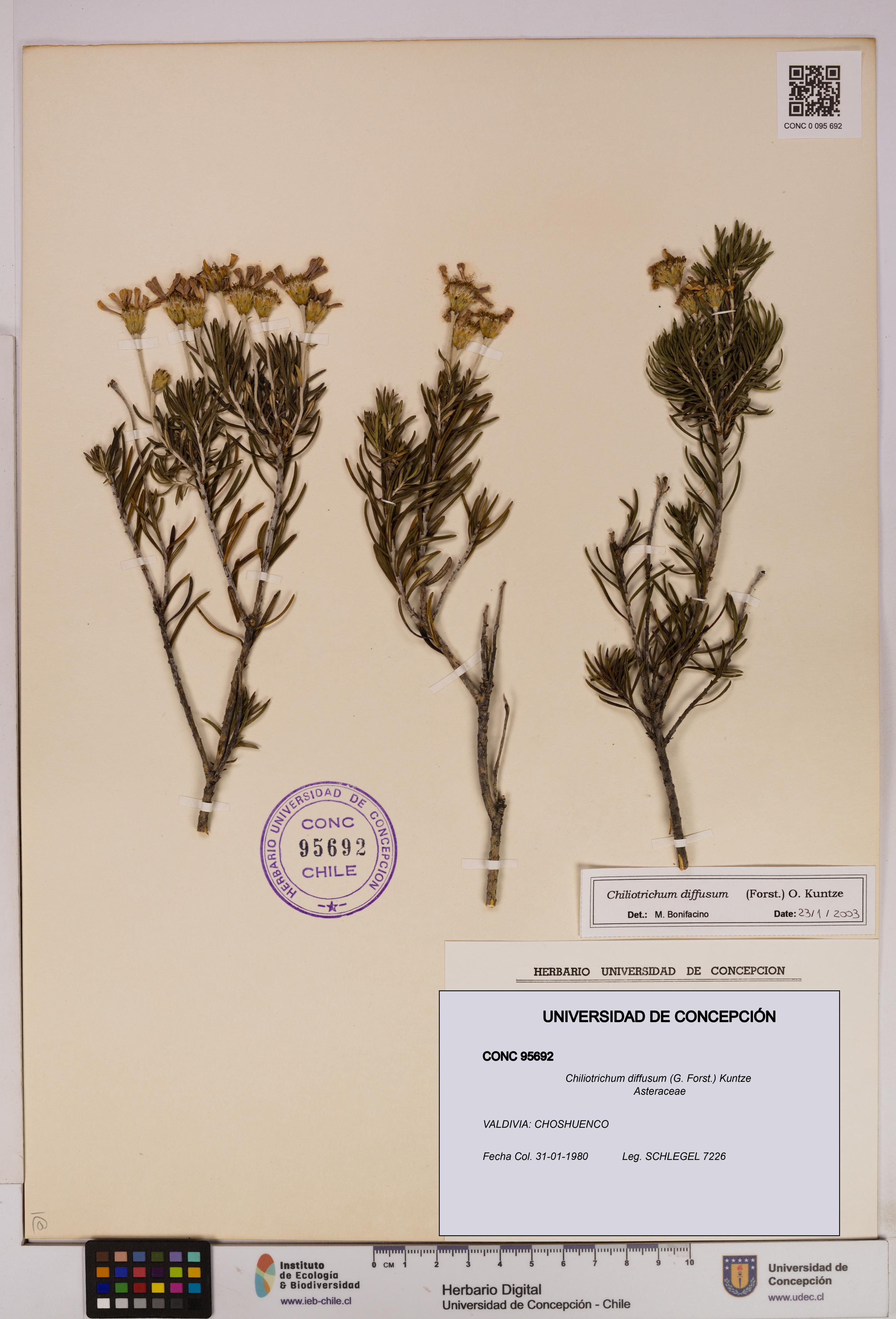 Chiliotrichum diffusum [Espécimen: UDEC:CONC:0095692]